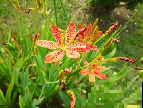 路边一种野花,能开2~3年不落,花瓣永不褪色! 路边一种野花,能开2~3年不落,花瓣永不褪色!