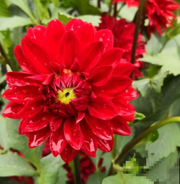 盘点好看的红色花，纯正的中国红，一眼就爱上了！