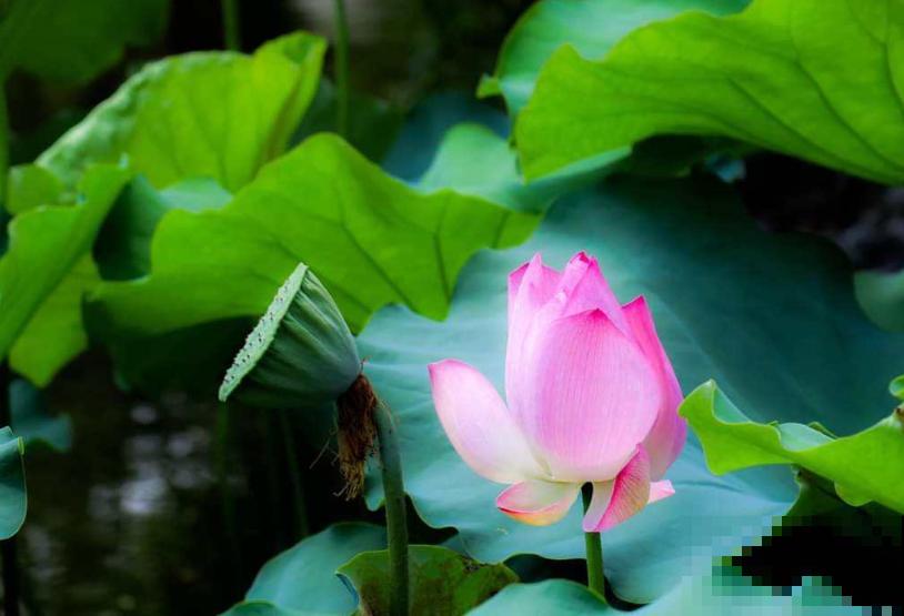 关于荷花,4个令人叹绝的冷知识,看完真长见识了! 关于荷花,4个令人叹绝的冷知识,看完真长见识了!