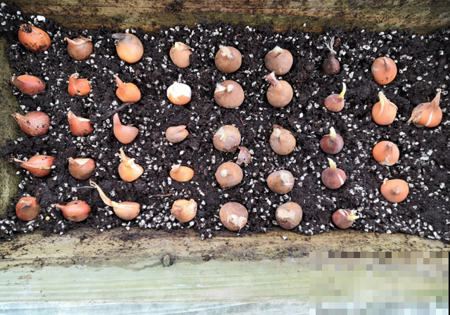 郁金香的“原始”祖先，大雪地里开花，颜值100分！