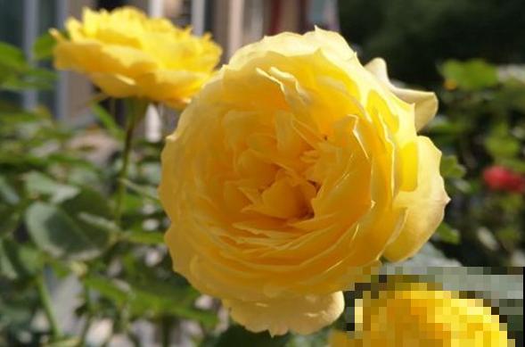 浓香型的靠边站，这些月季香味清淡，最适合阳台养！