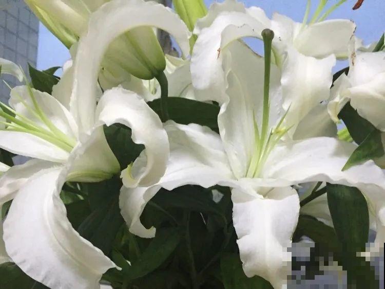 有些花有毒,家里有孩子要注意,不能乱碰 有些花有毒,家里有孩子要注意,不能乱碰