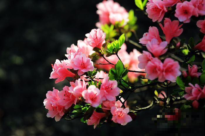 中国各城市市花，都在这里了，看看你所在的城市是什么花吧！