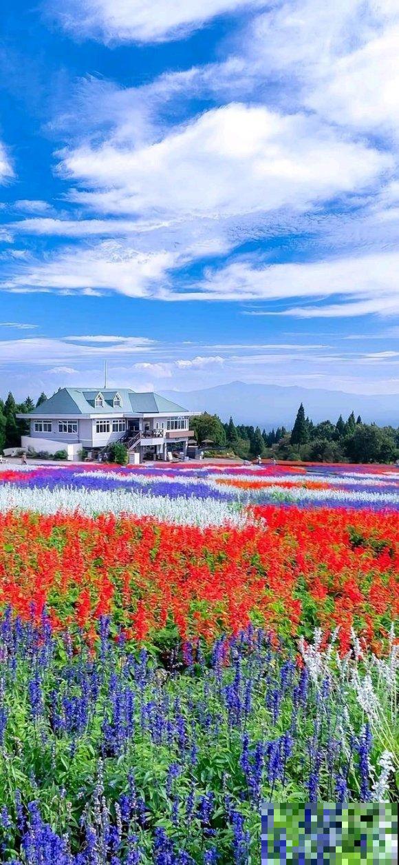 中国这个地方,漫山遍野都是花,去了都不想回! 中国这个地方,漫山遍野都是花,去了都不想回!