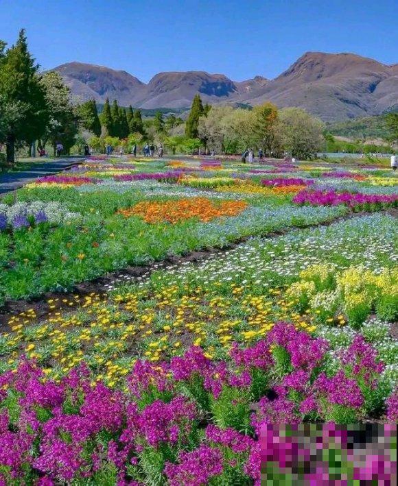 中国这个地方,漫山遍野都是花,去了都不想回! 中国这个地方,漫山遍野都是花,去了都不想回!