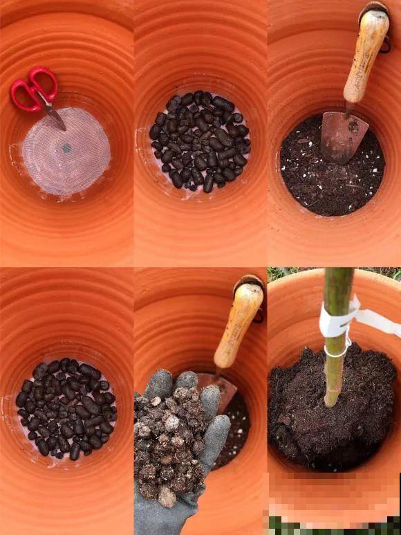 女儿辞职，回家养花，老爸说：15亩地，你负责养花，我负责蔬果！