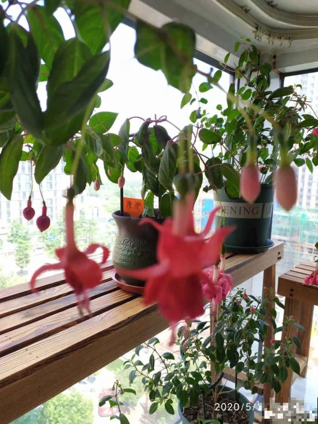 花养成光杆司令，赶紧这么救，3天冒新芽！
