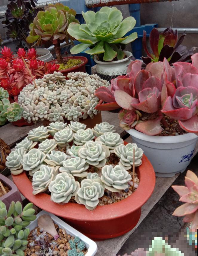 养了5年多肉,从小白变成大神,这些经验送你了! 养了5年多肉,从小白变成大神,这些经验送你了!