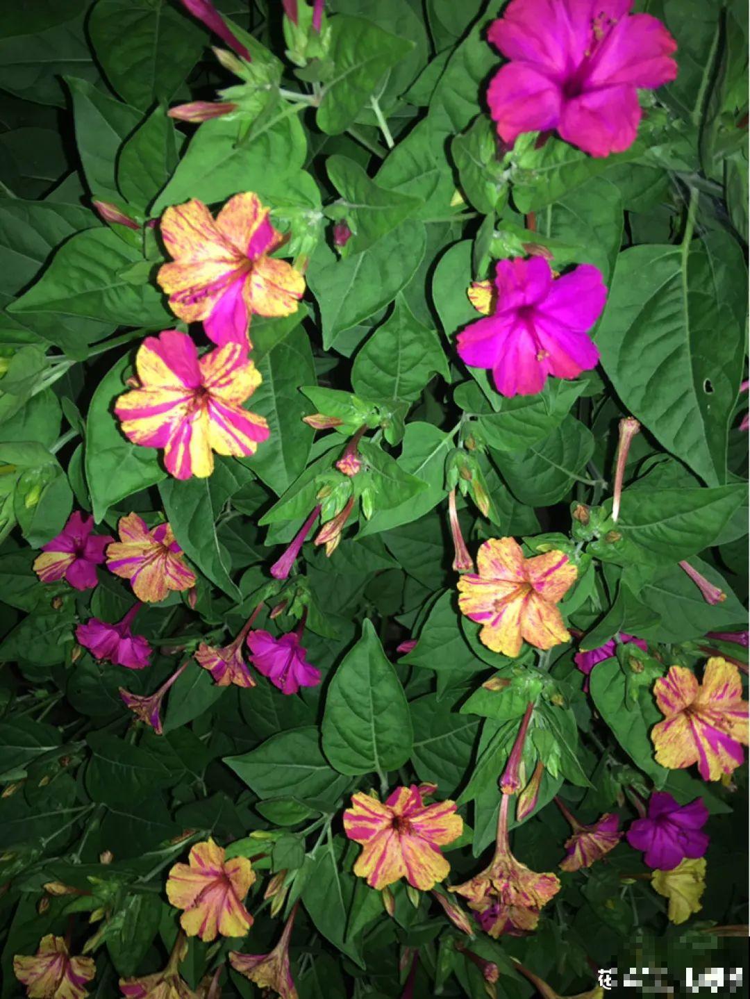 8种花是一次性的，开完就扔，别浪费时间！