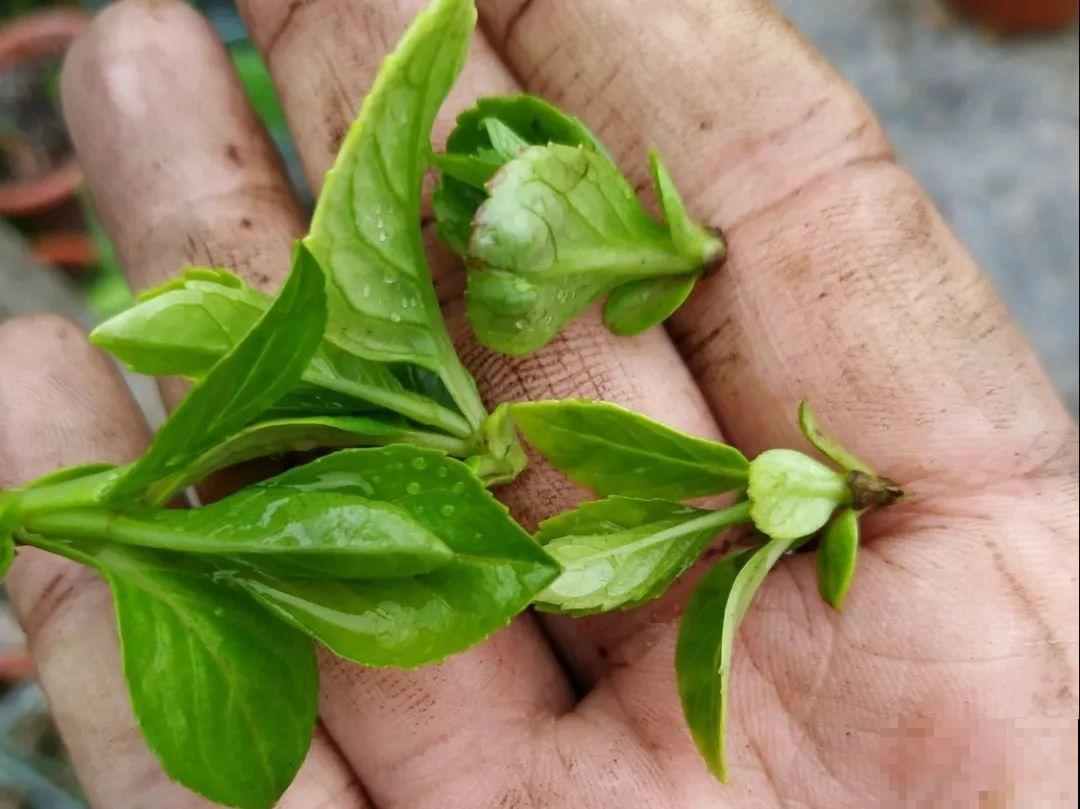 月季,绣球正是扦插好时机,学会方法,繁育一阳台! 月季,绣球正是扦插好时机,学会方法,繁育一阳台!