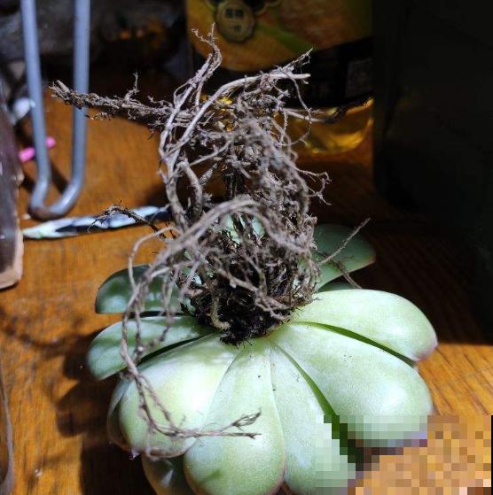 新买的花,套个花盆,成活率100%! 新买的花,套个花盆,成活率100%!