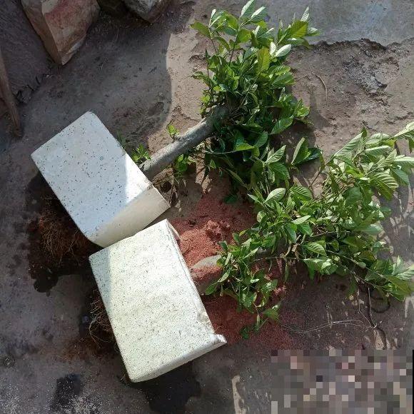 6种花扦插,杆子越粗越好活,根长成大扫把! 6种花扦插,杆子越粗越好活,根长成大扫把!