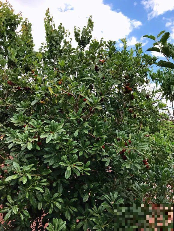 女儿辞职，回家养花，老爸说：15亩地，你负责养花，我负责蔬果！