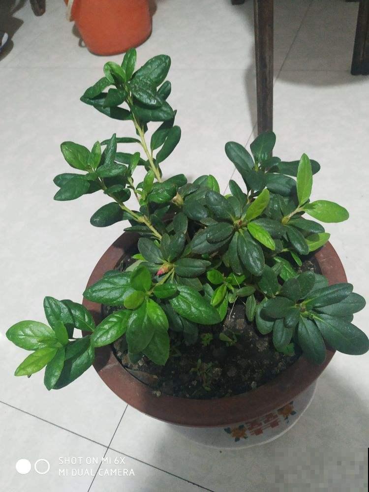 水里兑点柠檬汁，直接灌土里，花叶长得都旺盛