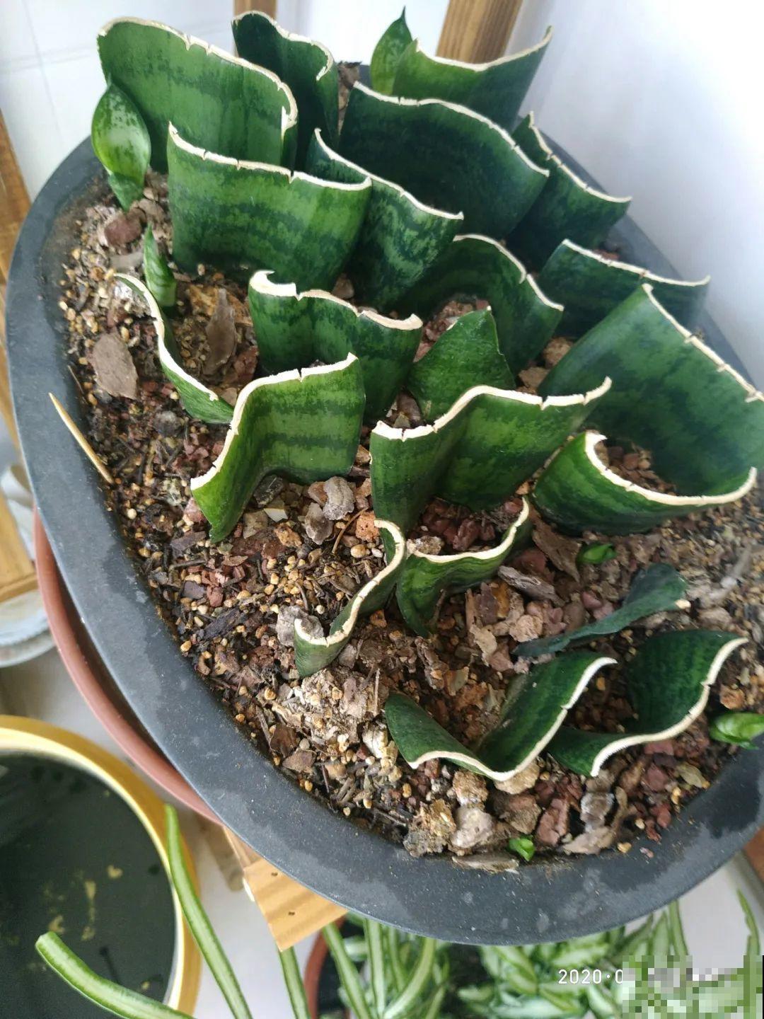 养花要狠得下心,枝条剁八段,呼呼长成新盆栽 养花要狠得下心,枝条剁八段,呼呼长成新盆栽