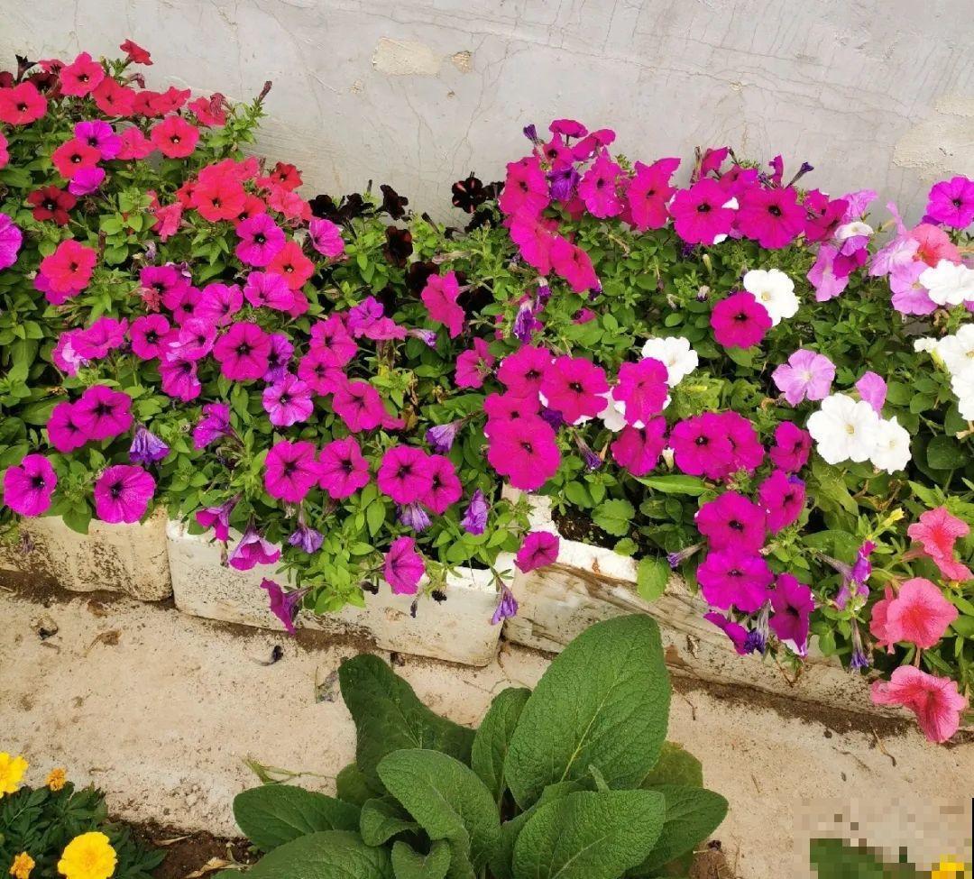 70岁老妈,一天也闲不住,院子里种满了花! 70岁老妈,一天也闲不住,院子里种满了花!