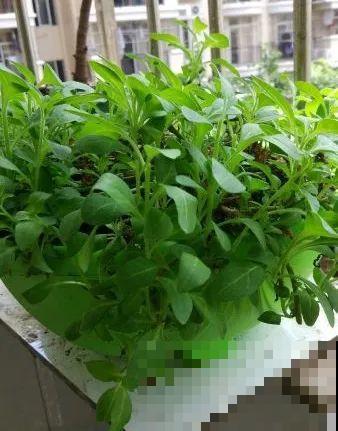 三角梅狠心剪一剪，花芽蹭蹭冒，开爆盆