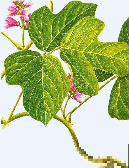 诗经里的植物,美了3000多年,有图有真相! 诗经里的植物,美了3000多年,有图有真相!