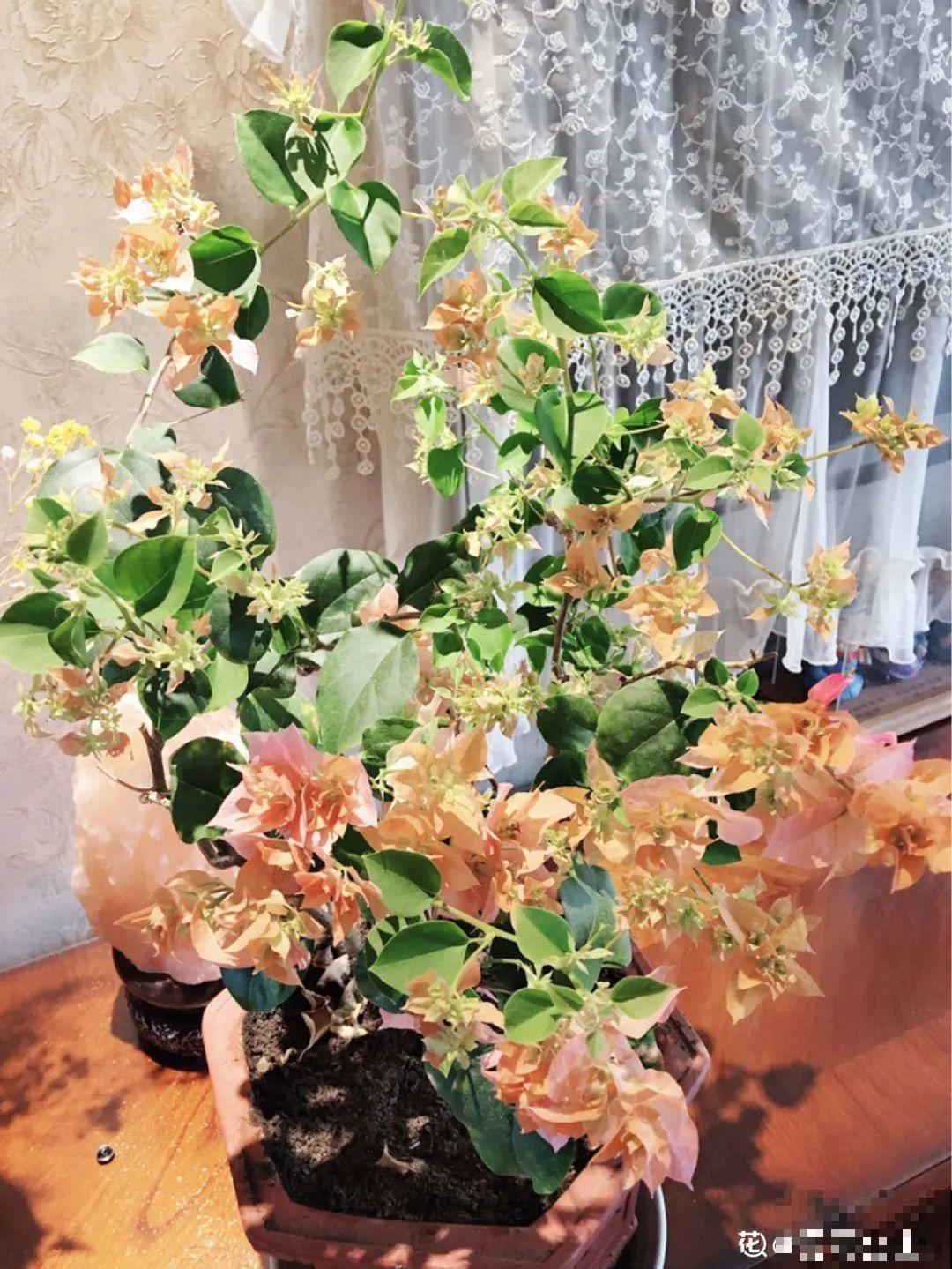 5种花,卧室不能养,离太近都不好! 5种花,卧室不能养,离太近都不好!