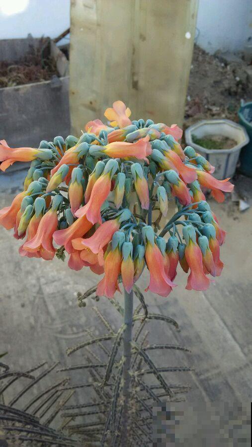 这花太能生崽,恨得用脚踩,结果越踩长得越多! 这花太能生崽,恨得用脚踩,结果越踩长得越多!