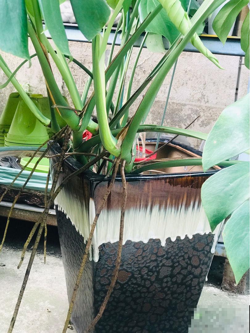 君子兰的大白根，就得喂点花生才长得更好，根系粗得像萝卜