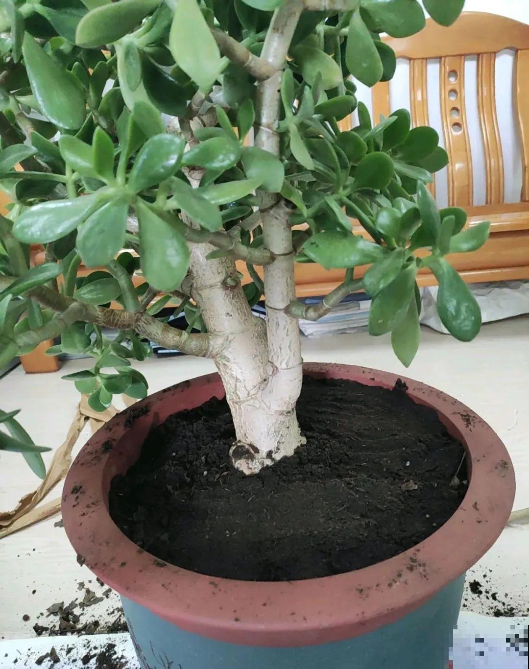 9种花,夏天剃个小平头,平平稳稳度夏天 9种花,夏天剃个小平头,平平稳稳度夏天