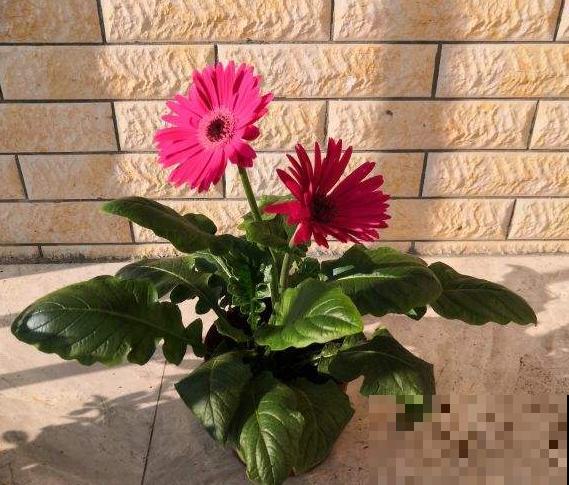 世界上品种最多的植物,没有之一,路边满大街都是! 世界上品种最多的植物,没有之一,路边满大街都是!