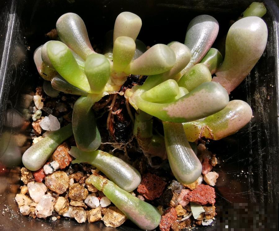 10种花,夏天怕淋雨,下雨赶紧搬进屋! 10种花,夏天怕淋雨,下雨赶紧搬进屋!