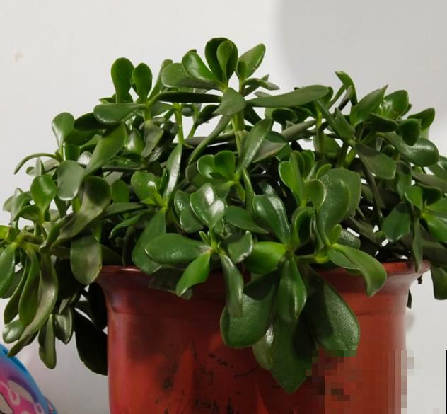 家里有这6种花,赶紧擦点啤酒,叶子长得黑绿油亮! 家里有这6种花,赶紧擦点啤酒,叶子长得黑绿油亮!