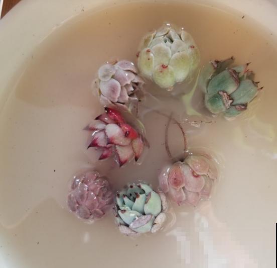 新买的花,套个花盆,成活率100%! 新买的花,套个花盆,成活率100%!