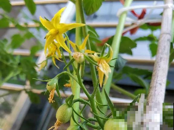 阳台种菜,这些菜不能挨着种,不然肯定长不好! 阳台种菜,这些菜不能挨着种,不然肯定长不好!