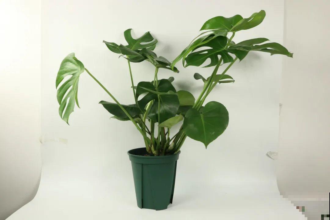 超耐阴的大叶植物，摆客厅吸废气，养一棵家里变森林！