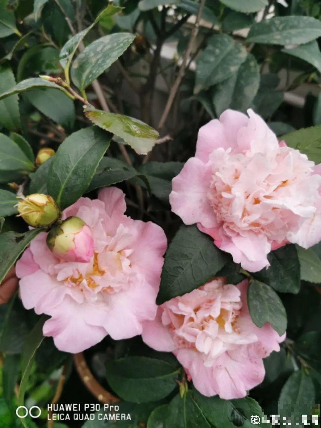 花盆里埋一捆电线，竟然再也不黄叶，花还蹭蹭开爆！