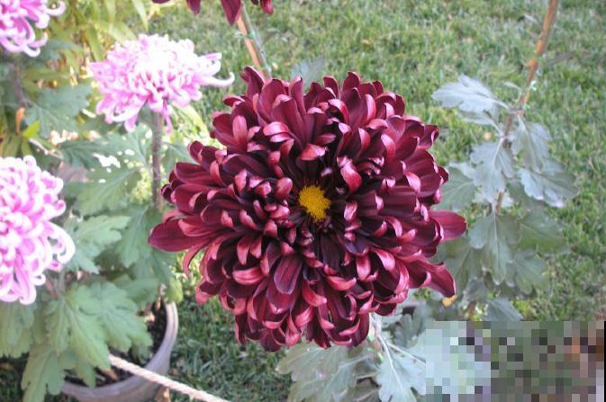 中国各城市市花，都在这里了，看看你所在的城市是什么花吧！