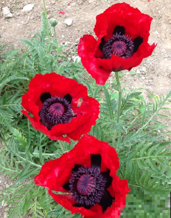 农村看到这种花,赶紧拔掉,养一棵也违法! 农村看到这种花,赶紧拔掉,养一棵也违法!