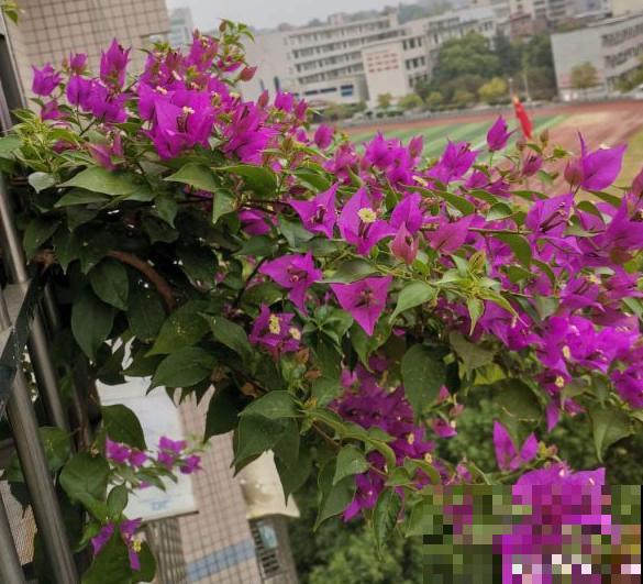 一个大男人,特别喜欢养花,这是种什么样的心态? 一个大男人,特别喜欢养花,这是种什么样的心态?