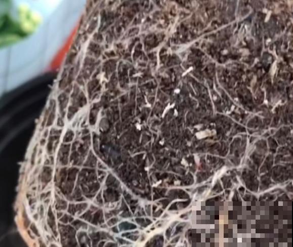 新买的花,套个花盆,成活率100%! 新买的花,套个花盆,成活率100%!