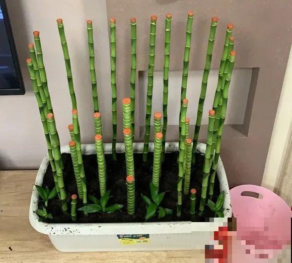 三角梅狠心剪一剪，花芽蹭蹭冒，开爆盆