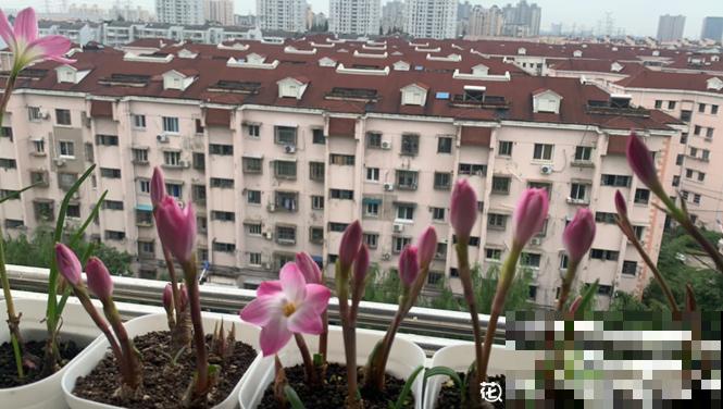 奇葩的催花方式:淋雨,越淋雨越开花! 奇葩的催花方式:淋雨,越淋雨越开花!