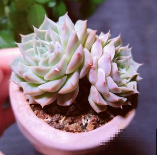 这个时节多肉长气根了,一定要注意了,不然等着收空盆吧! 这个时节多肉长气根了,一定要注意了,不然等着收空盆吧!