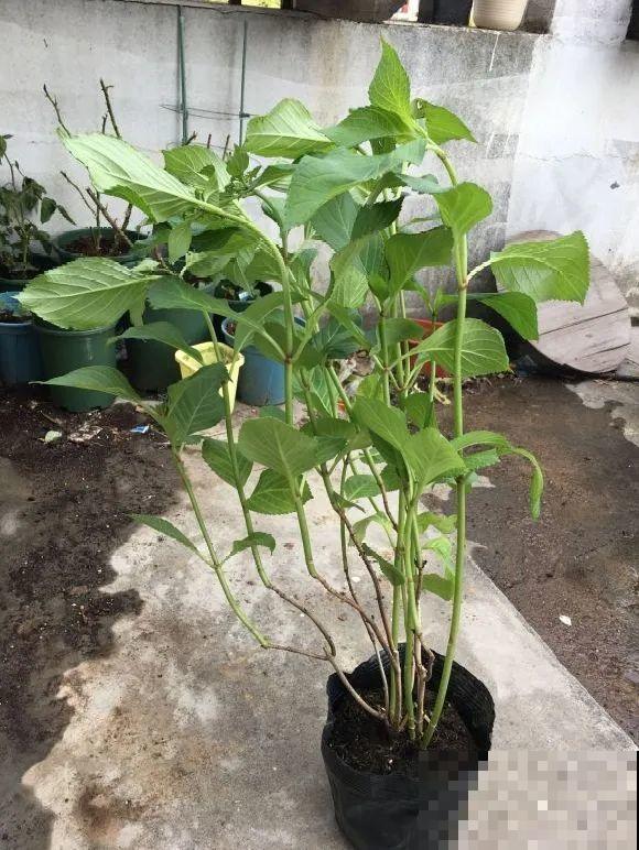 5种花不能长太高，一长高就砍，否则再也不开花！