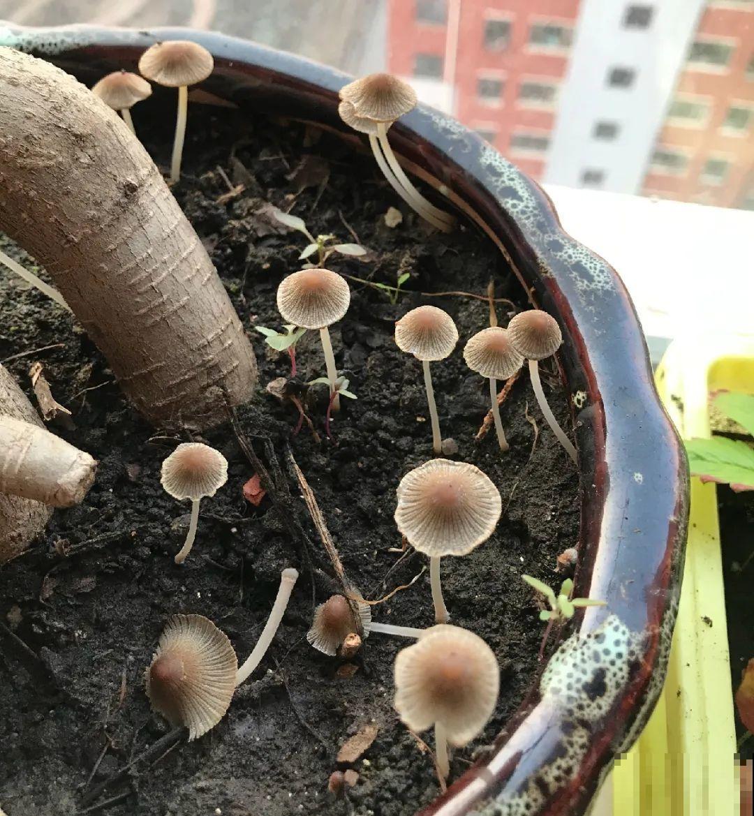 花盆长出这4种东西，别犹豫，赶紧换土