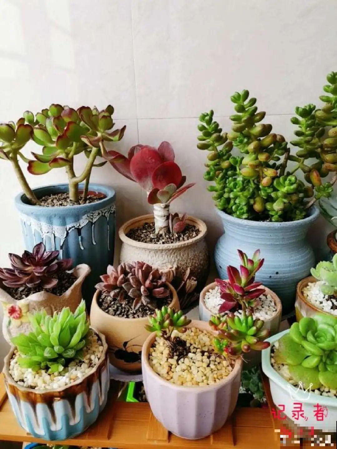 家里有这7种花,少浇水、不能晒,天热要休眠! 家里有这7种花,少浇水、不能晒,天热要休眠!