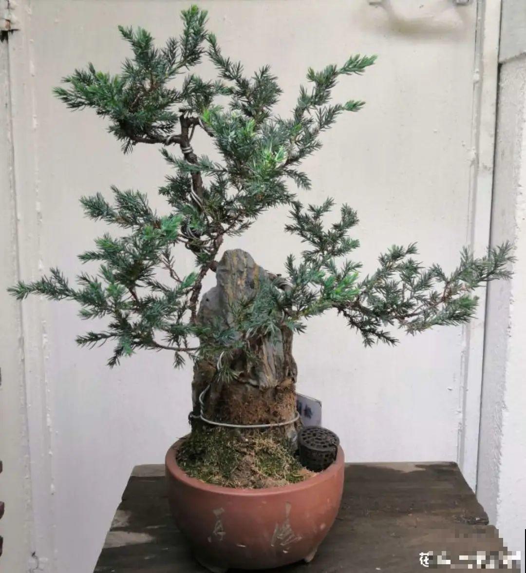 家里养盆松,代代出富翁,镇宅守家寓意好! 家里养盆松,代代出富翁,镇宅守家寓意好!