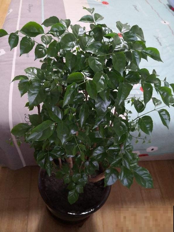 幸福树掉叶子，抓紧开窗通风，多喷水才行