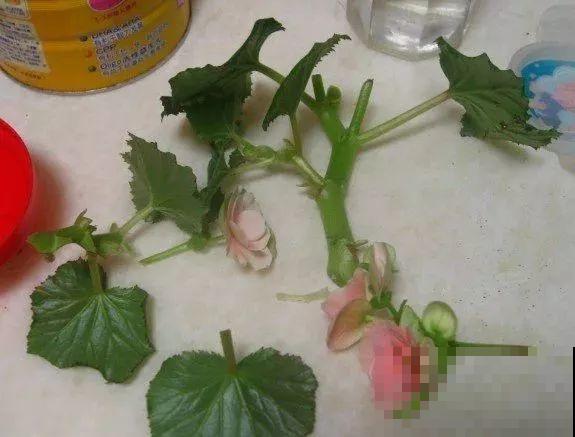 夏天的“必死花”，学会一个小妙招，度夏一盆也不死！