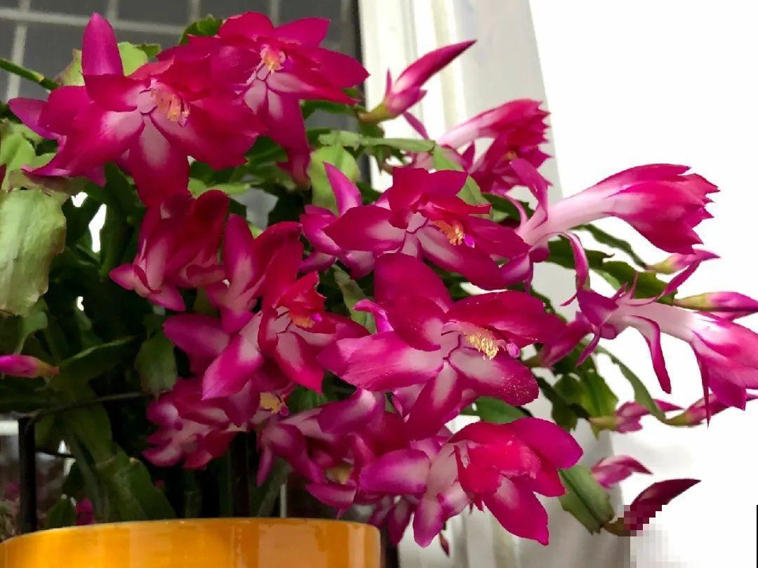 可以浇花的药,过期也要留着,保花不生虫、不生病! 可以浇花的药,过期也要留着,保花不生虫、不生病!