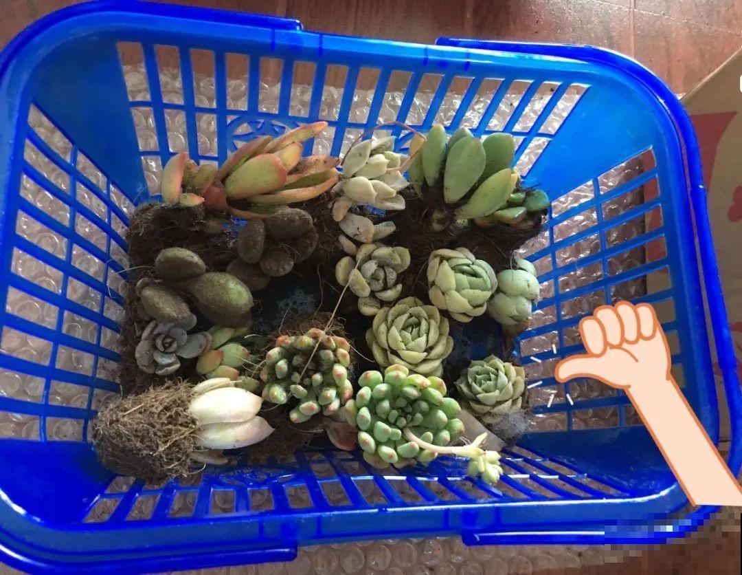 周末去花市捡漏，这花竟然1块钱1棵，赶紧买！