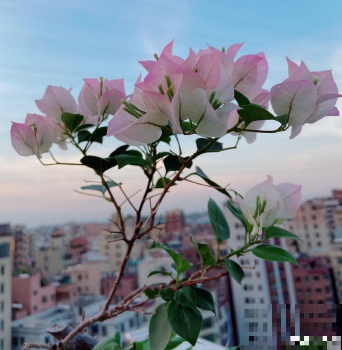 为什么手机拍出来的花,颜色总是失真?教你拍出真正好看的花! 为什么手机拍出来的花,颜色总是失真?教你拍出真正好看的花!