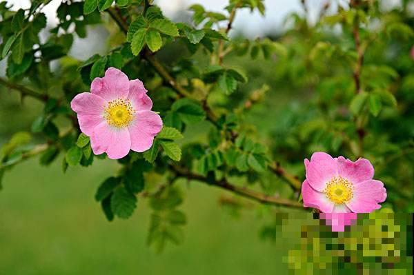 各国的国花,居然被他编成一首诗,太有才了! 各国的国花,居然被他编成一首诗,太有才了!